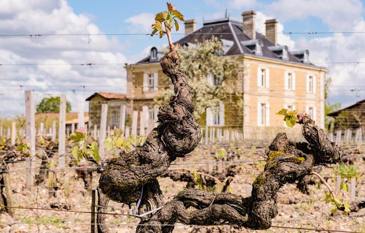 Haut_Bailly