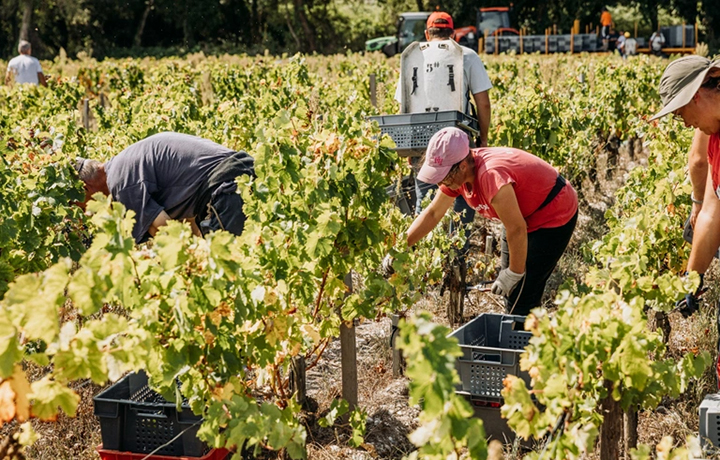 Lafon_Rochet