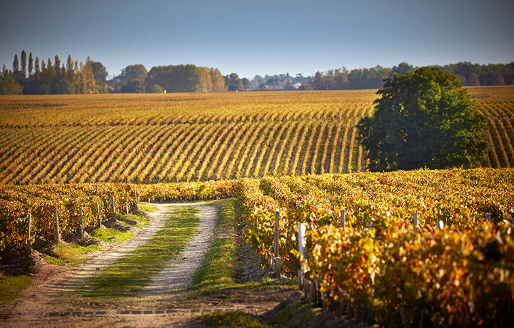 Pichon_Longueville_Baron_Banner