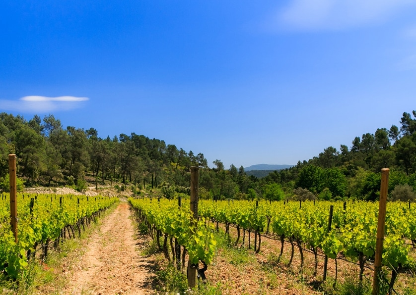 provence-domaine-saint-andrieu