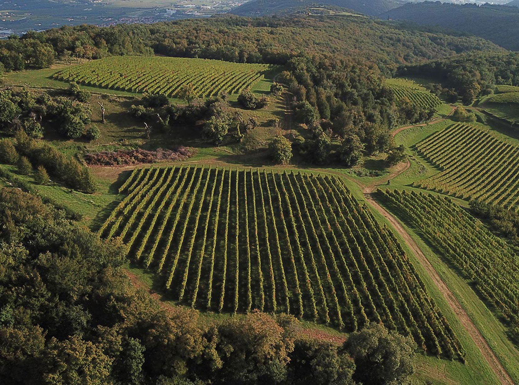 vigneto_casevecie